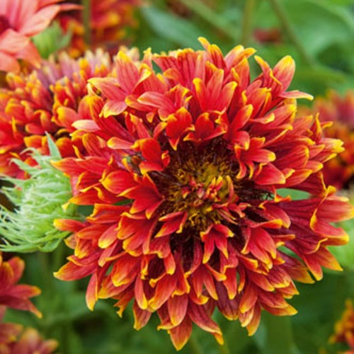 Gaillardia 'Sun Buddies Double Flame' - Mõrsjalill 'Sun Buddies Double Flame' P9/0,55L